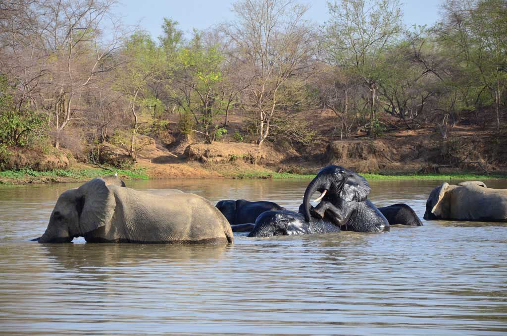 15 любопытных фактов о Гане
слоны