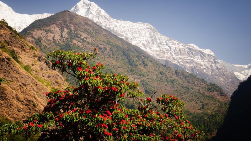 Непал - флора
