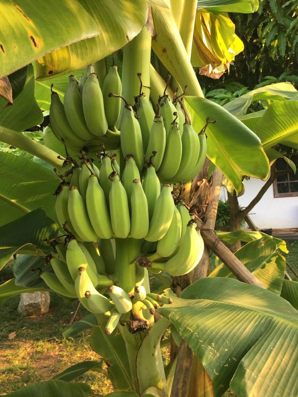 Пхукет бананы