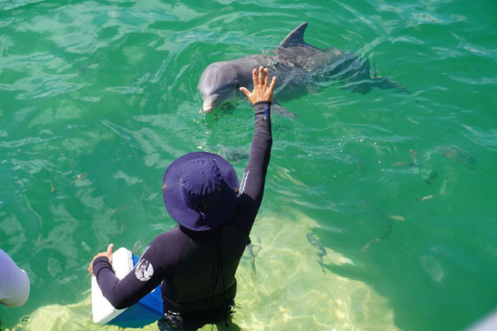 поплавать с дельфинами в Кайо Коко